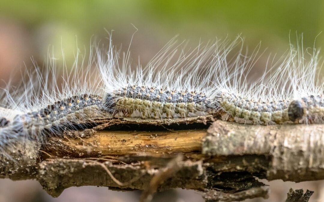 Cómo afecta la procesionaria a perros y niños