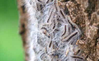 Tratamiento biológico vs. fumigación: ¿Qué es más eficaz para controlar la procesionaria en Alicante?